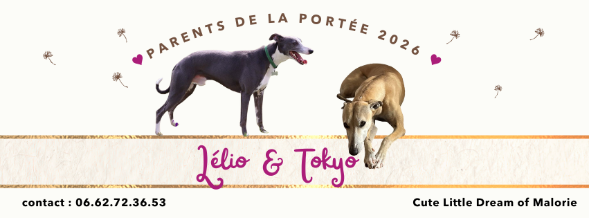 🌟 Portée 2026 : des whippets 100% câlins, 100% complicité