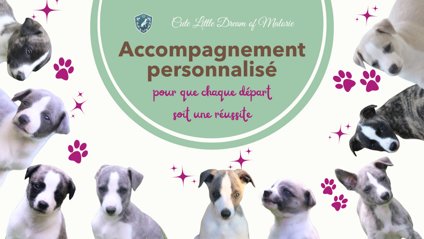 💡 Vivre avec un whippet, ça se prépare ! Découvre mon accompagnement personnalisé