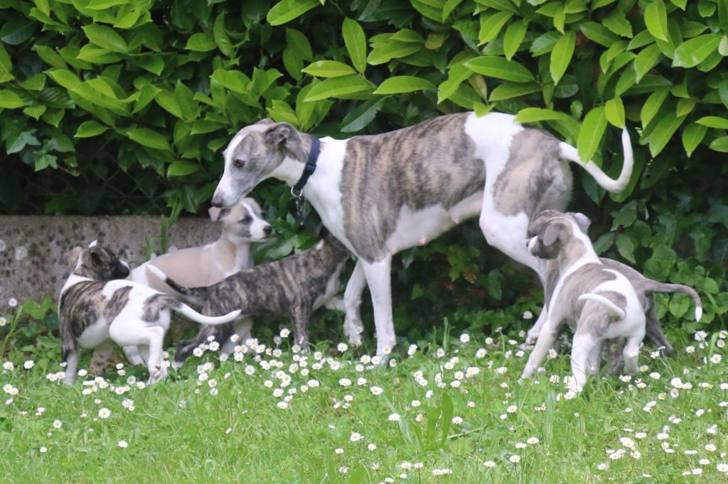 Cute Little Dream Of Malorie - Tous nos chiots sont en famille
