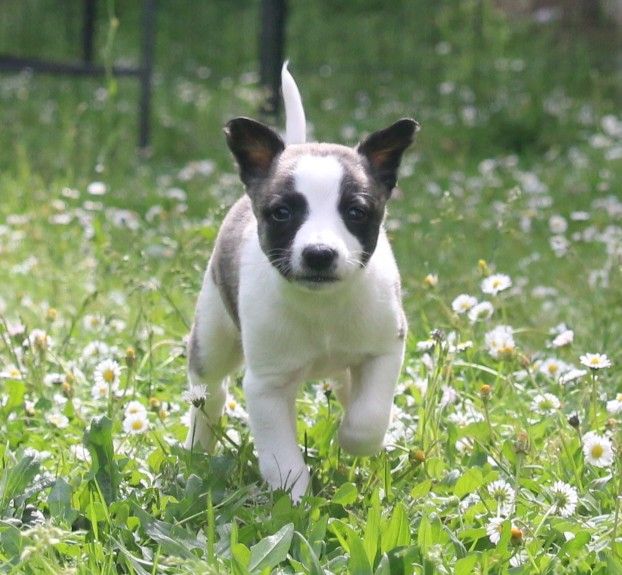 Cute Little Dream Of Malorie - Chiots disponibles - Whippet