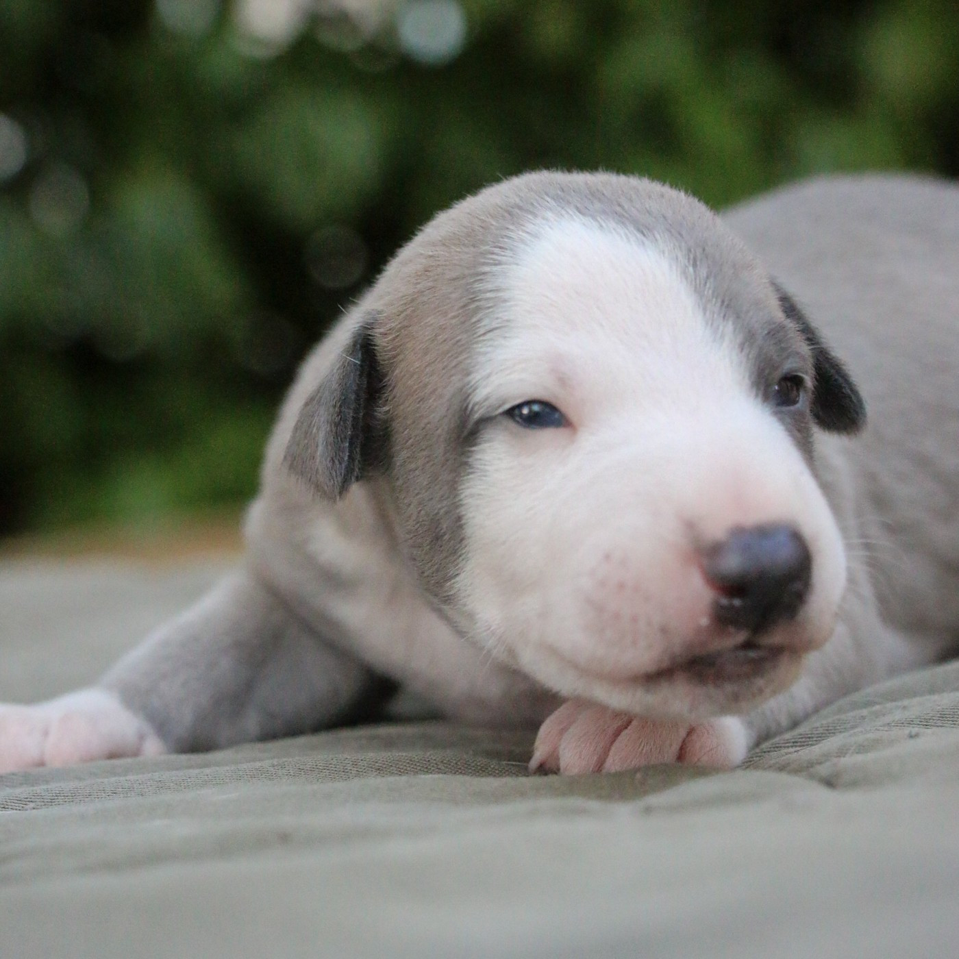 Cute Little Dream Of Malorie - Chiots disponibles - Whippet