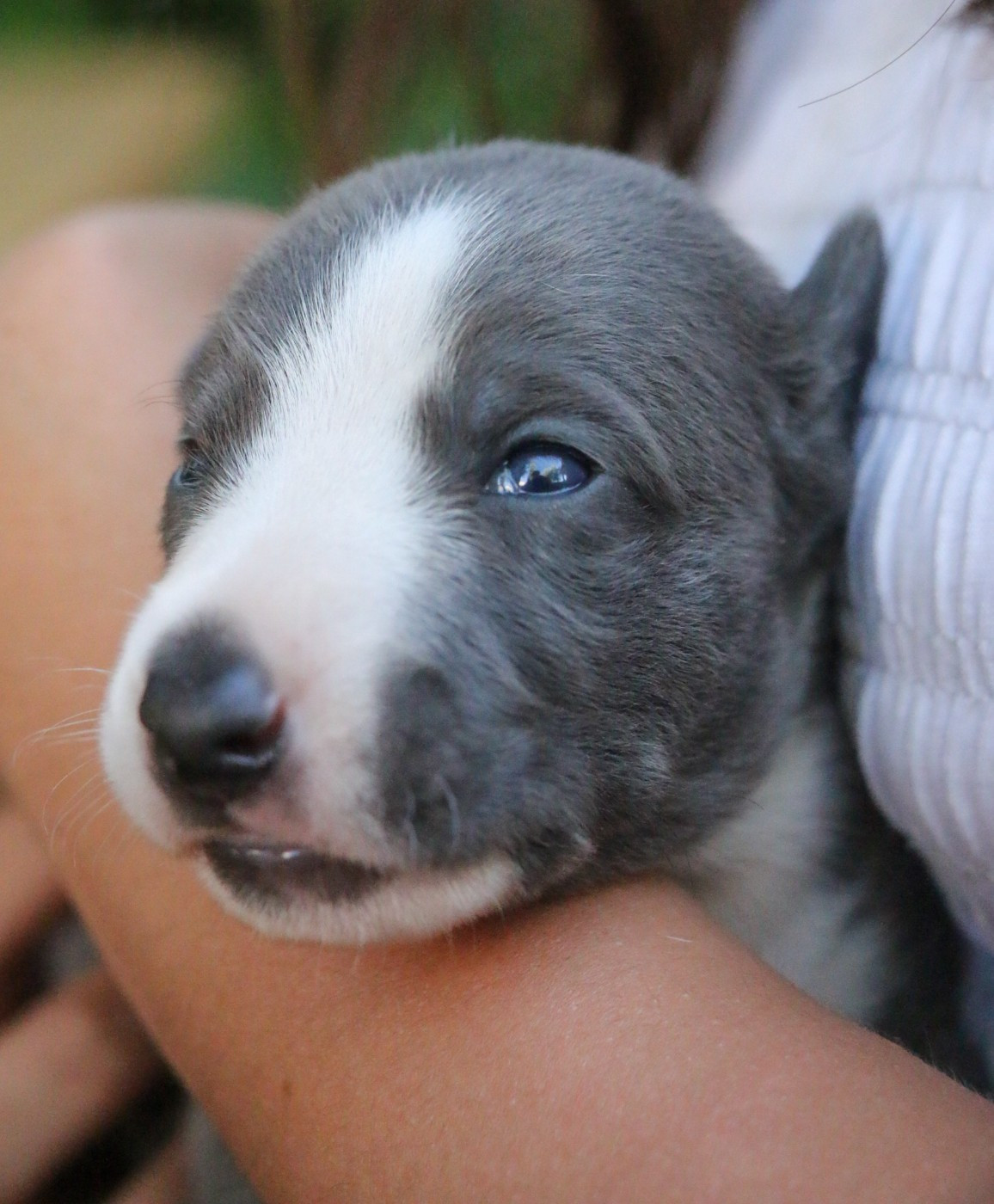 Cute Little Dream Of Malorie - Chiots disponibles - Whippet