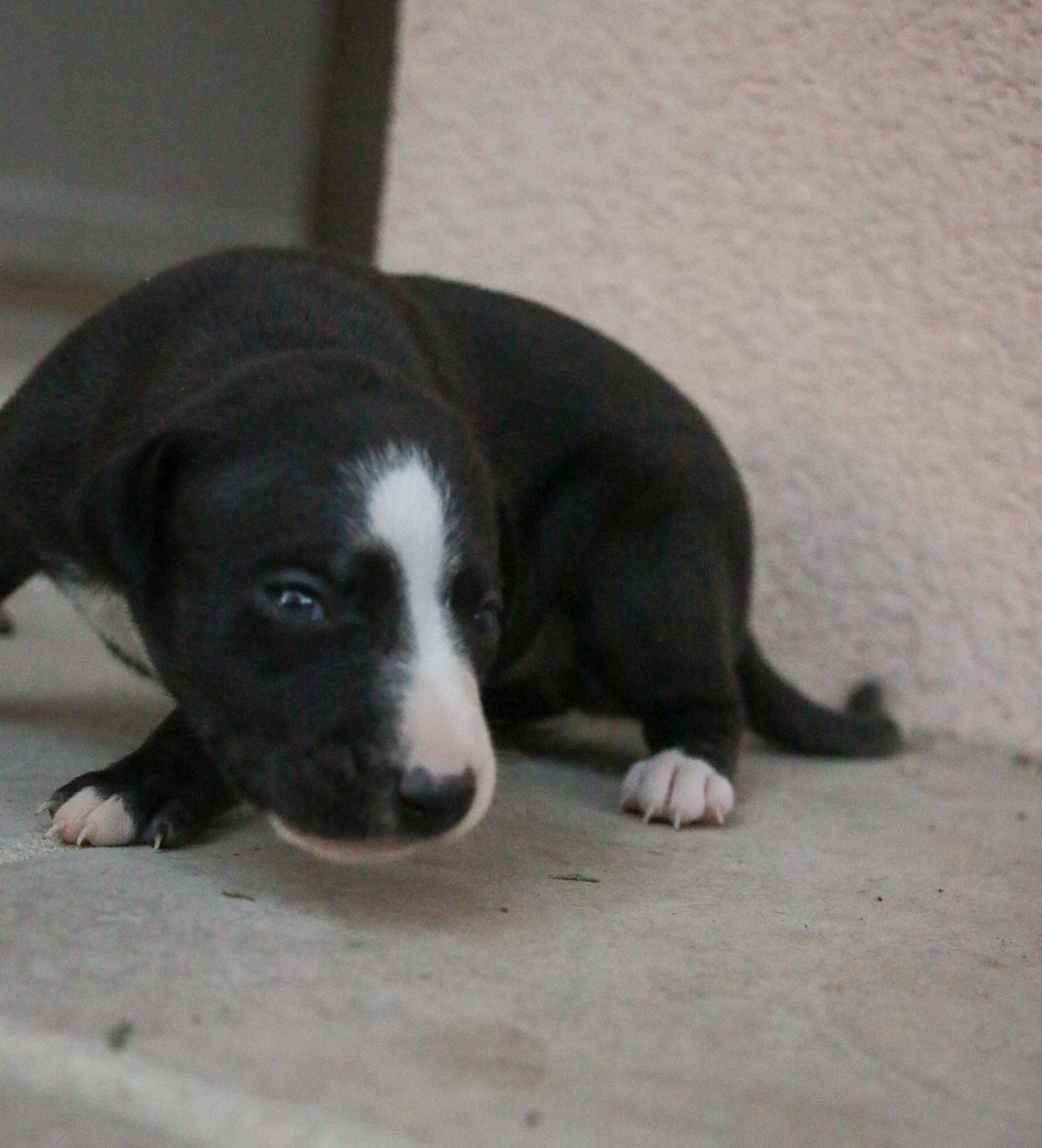 Cute Little Dream Of Malorie - Chiots disponibles - Whippet