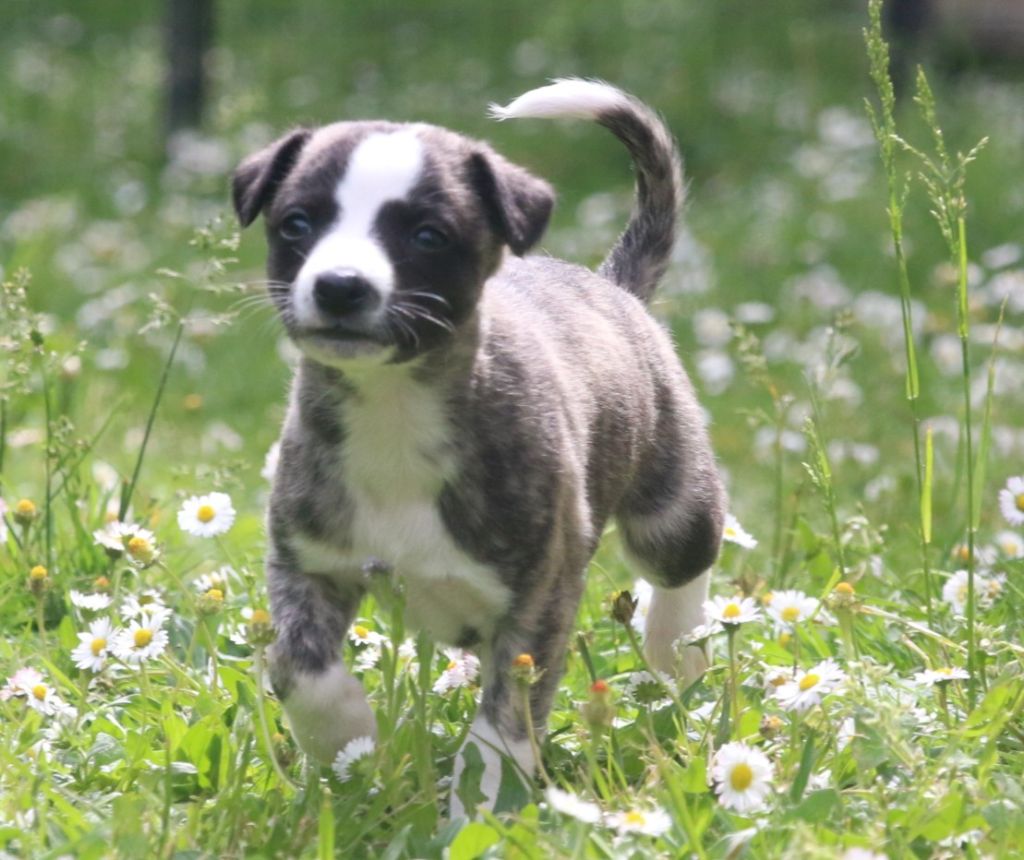 Cute Little Dream Of Malorie - Chiots disponibles - Whippet