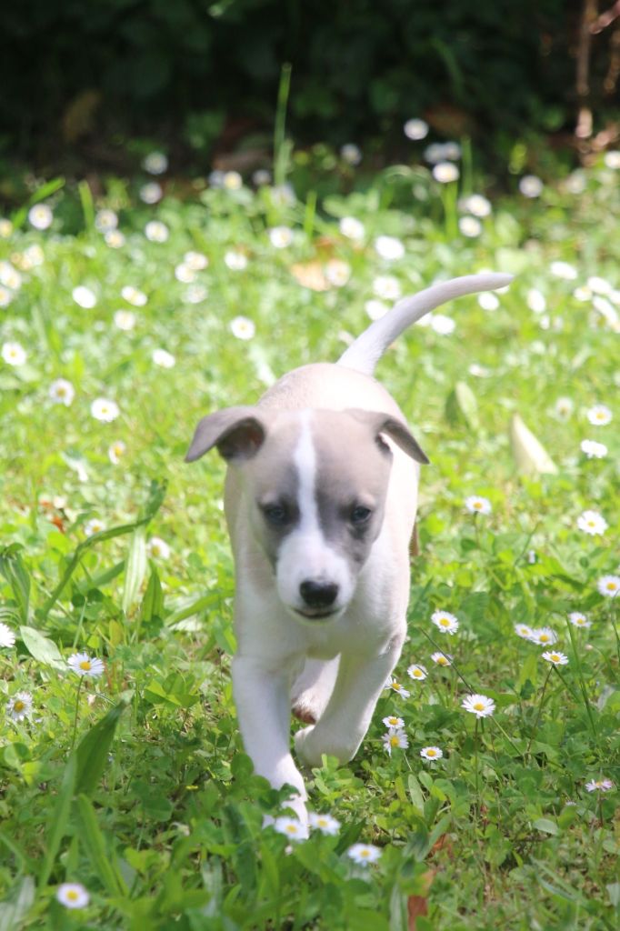 Cute Little Dream Of Malorie - Chiots disponibles - Whippet