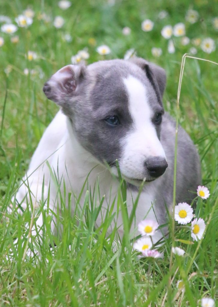 Cute Little Dream Of Malorie - Chiots disponibles - Whippet