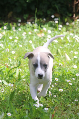 Arlo