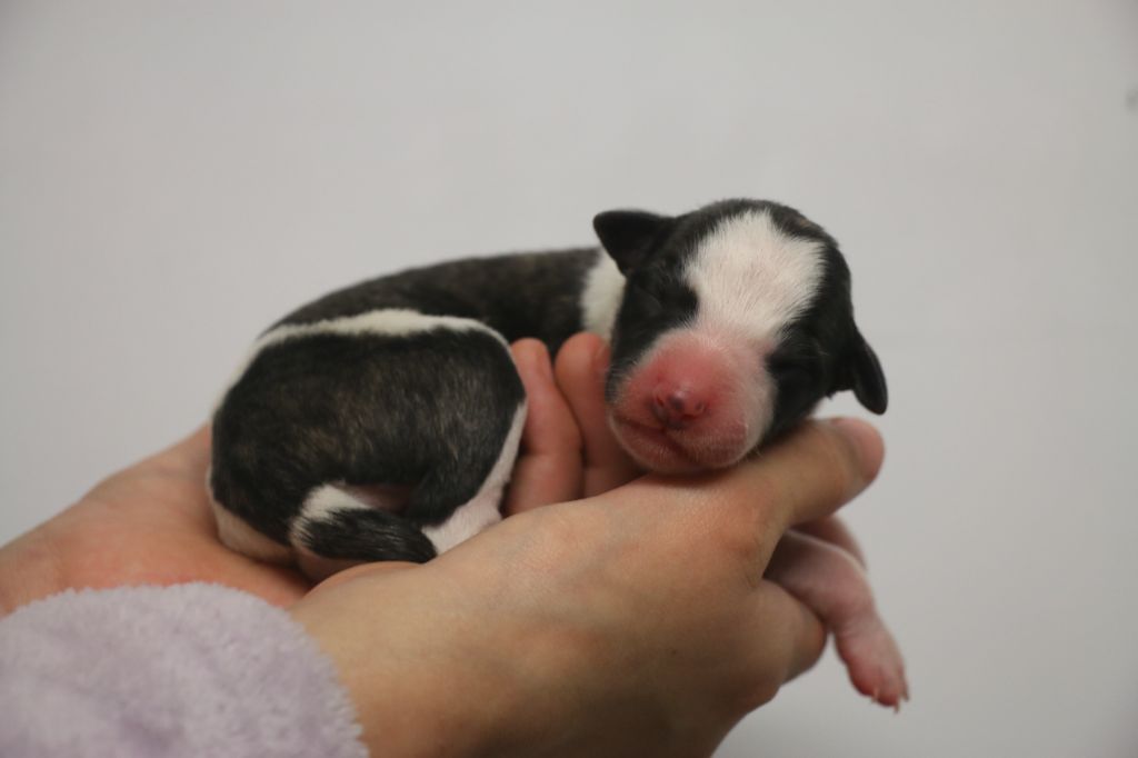 Cute Little Dream Of Malorie - Chiots disponibles - Whippet