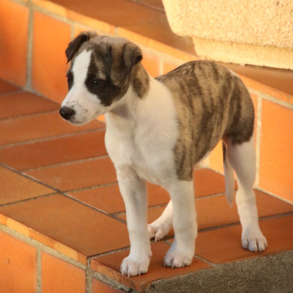 Cute Little Dream Of Malorie - Chiots disponibles - Whippet