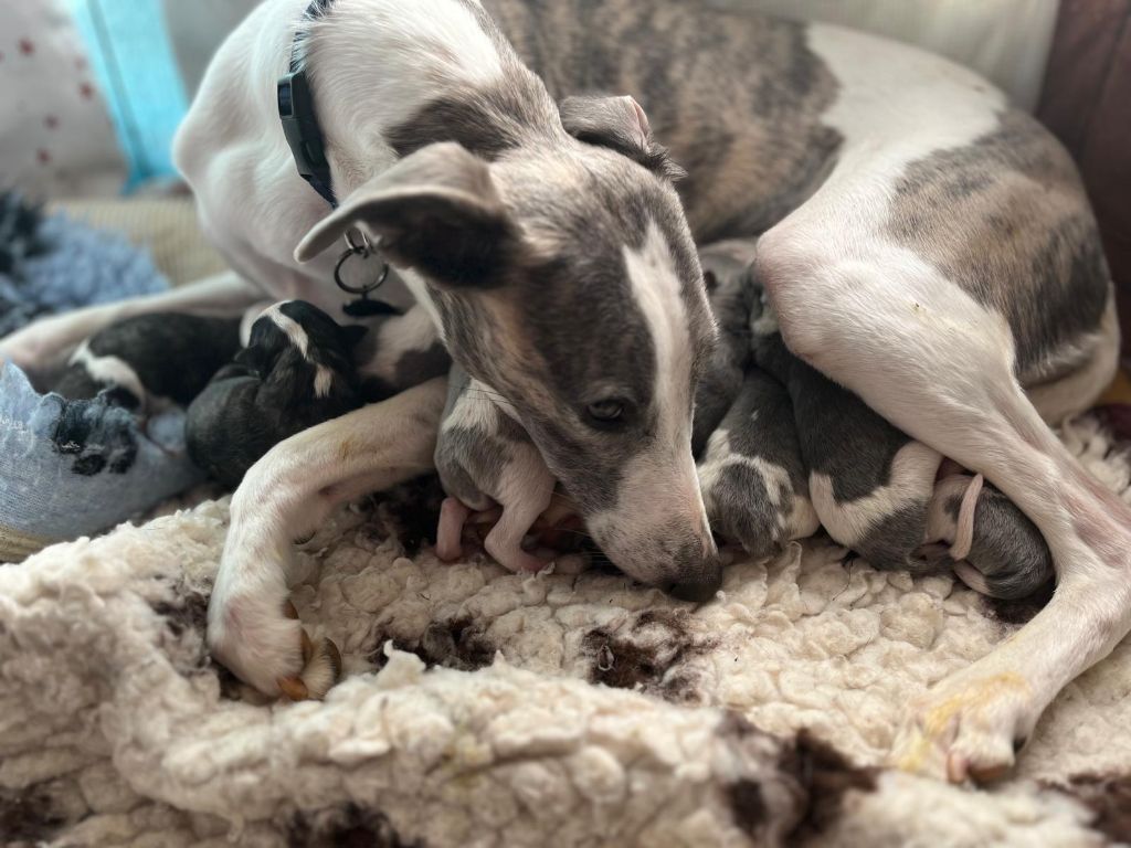 Chiot Whippet Cute Little Dream Of Malorie