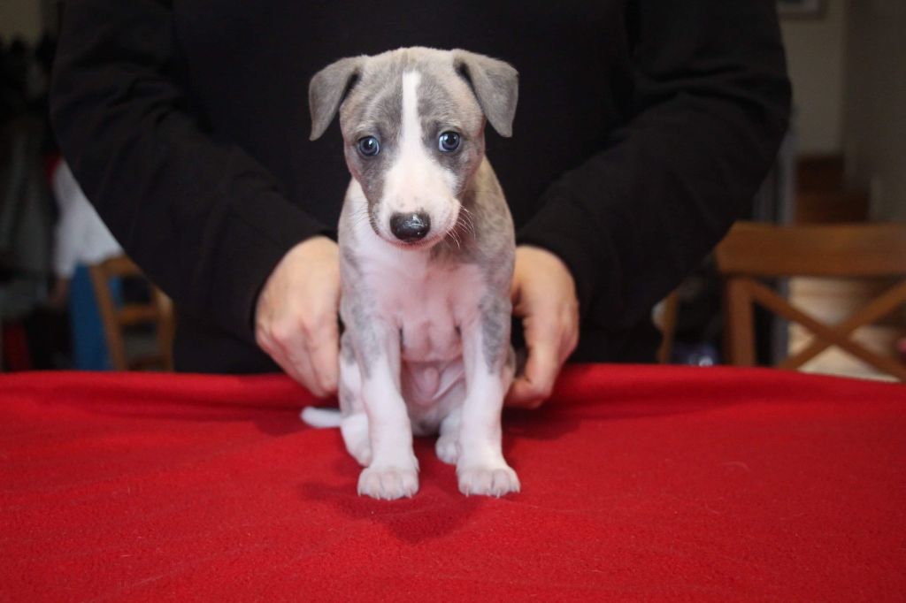 Cute Little Dream Of Malorie - Whippet - Portée née le 24/10/2020
