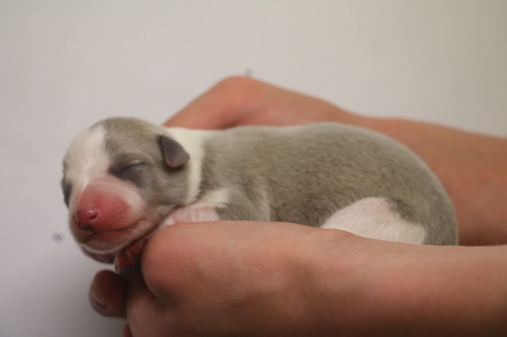 Cute Little Dream Of Malorie - Chiots disponibles - Whippet