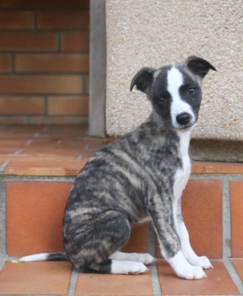 Cute Little Dream Of Malorie - Chiots disponibles - Whippet